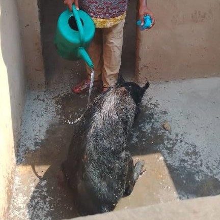 Eigene Schweinzucht für Ernährungssicherheit